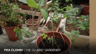 How to propagate butterfly peas from cuttings | THE CLUMSY GARDENER