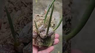 Bulbophyllum insectiferum #nature #orchidworld #floweringplant #orchids #indoorplant #orchidgarden