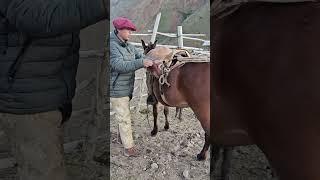 Goat herding from the bell tower to the White Monks via the Pehuenche international pass