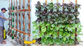 No need for a garden, Turn a small wall into a lush vegetable garden to provide for the family