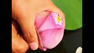 Making lotus flower to bloom