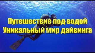 Почему люди занимаются дайвингом #nature #traveling #дайвинг #scubadiving #приключения #истории