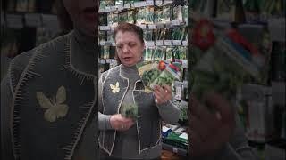 Мои самые любимые огурцы для засолки