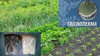 How to use TRICHODERMA for plant disease control, plant immunization, composting