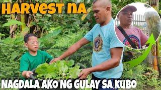 HARVEST TIME|| NAGDALA AKO NG GULAY SA KUBO @AlexLibradaVlogs