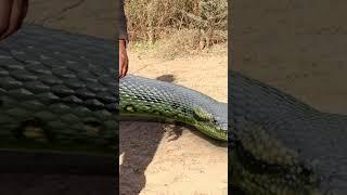 Anaconda Snake in Jungle - PART 6  #snake #shorts #python #snakes #nagin #anaconda #bigsnake