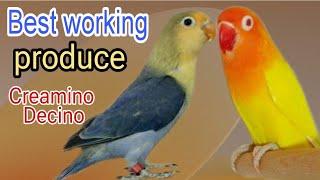 How to produce creamino, decino, albino red eyes, parblue split ino, | Best creamino working pair.