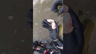 советское золото  #подводныйкоп  #находка #золото #перстень