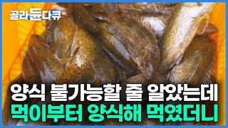 진짜 맛있는데 비싸고 기생충 때문에 먹기 꺼려지던 물고기! 불가능이라 여겨진 가장 비싼 민물고기를 키우는 희귀 양식장｜중국 일본 수출까지 노린다｜쏘가리 양식장｜극한직업｜#골라듄다큐