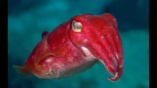 National Geographic Documentary - Cuttlefish - Wildlife Animal