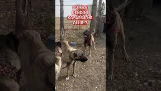 #anadoluaslanı #safkangal #köpek #safkankangal #animals #sivaskangali #kangal #köydeyaşam