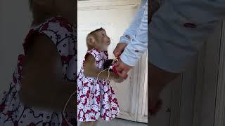 Monkey LyLy is really smart #shorts #monkey #youtubeshorts #viral #animals #petmonkey #smart