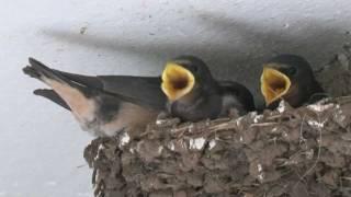 Swallows Nesting in Cornwall