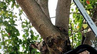 Covered by wild vines, cutting 2 trees in the mess backyard.