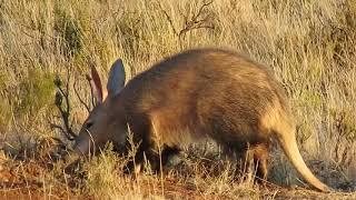 Aardvark