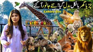 Lahore Zoo in 4K | New European Style Zoo In Pakistan | Lahore Zoo Reopened 2025 | Walk Talk