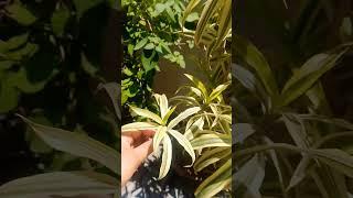 Low maintenance songs of India plant care tips 🪴#gardening#shorts #youtube #yt