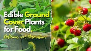 Edible Ground Cover Plants for Food  Delicious and Decorative 