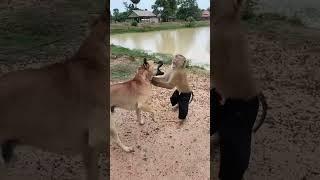 Monkey Rides Dog, Epic Battle, and Unexpected Ending! #animalantics #animalfriends #funnyanimals