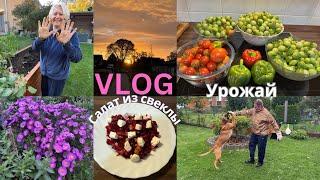 VLOGРаспаковка посылок/Обзор покупок/Завтрак/Работаю в саду/Вкусный салат и жаркое на ужин