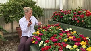 Deadheading Zinnias  #gardeningtips - Great Garden Tips