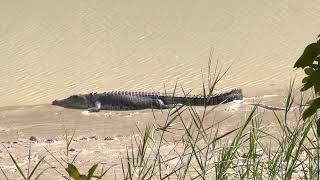 Mastery (animal & environmental): A crocodile catching rays as the cool weather has arrived