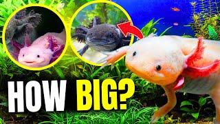 Axolotl Tank Size: What You NEED To Know!