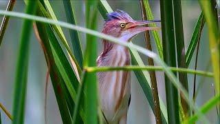 Yellow Bittern or Chinese Little Bittern in during mating season #birding #birdwatching #bird