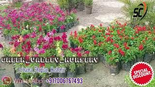 Green Valley Nursery Arhama Shopian Kashmir Big Discount Nursery Tree 