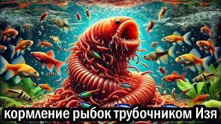 Кормление аквариумных рыбок живым кормом! Израильский Трубочник Изя Tubifex!