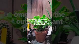 READ THE COMMENTS #plants #plantswithjules #cacti #cactus #plantpots #peanutbutterkid #flowerpots