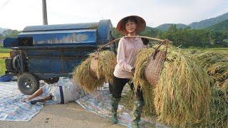 Harvest rice for farmer neighbor and get 20kg of rice as a gift - Rural life