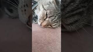 #рекомендации #котики #кот #реки #котик #halloween