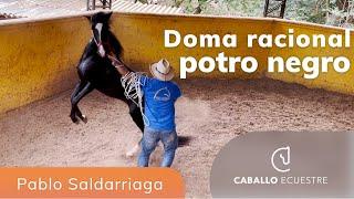 Doma de caballo negro TEMPLARIO - Pablo Saldarriaga - Doma racional - Clase magistral