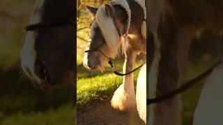 One day with one little horsey
