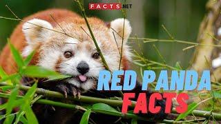 Adorable Red Panda Facts You Didn't Know