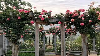 The Most Beautiful Flower Fences Around The House