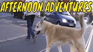 AFTERNOON ADVENTURES | AMERICAN AKITA | Cinematic | Panasonic GH5 | Glidecam HD | Cinema 4K | C4K