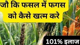 जौ कि फसल में इस समय क्या करे जिस से पैदावार 35 क्विटल एकड़ हो #barley #information #kheti #farming