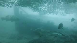 Underwater wreck gopro Tampa Bay