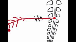 Pain Explained by Central London Community Healthcare NHS Trust