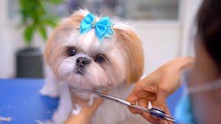 FIRST HAIRCUT!!! She became a baby!!️️