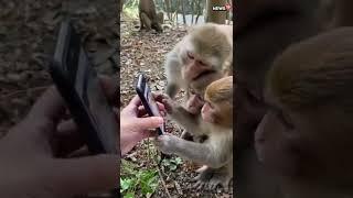 Viral Video | Monkeys Scroll Through Social Media Like An Everyday Activity | #trending