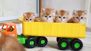 Anak kucing bersenang-senang Naik Mobil  Test Drive dari anak kucing