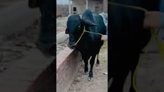 Hassan Qureshi 302 Farm With Jigrii #302 #shorts #youtubeshorts #viralvideo #cattlefarm #cow