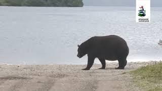 Huge Kamchatka brown bear.