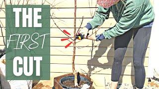 Growing a LITTLE FRUIT TREE