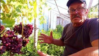 Large Vineyard with New Products in Minsk Region. And Not Only