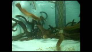 Sea lamprey panic response -- underwater view