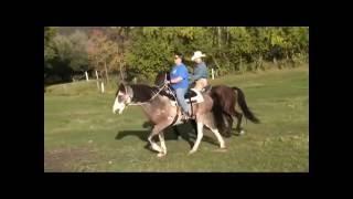 Gaited versus Non-Gaited (DEMO)